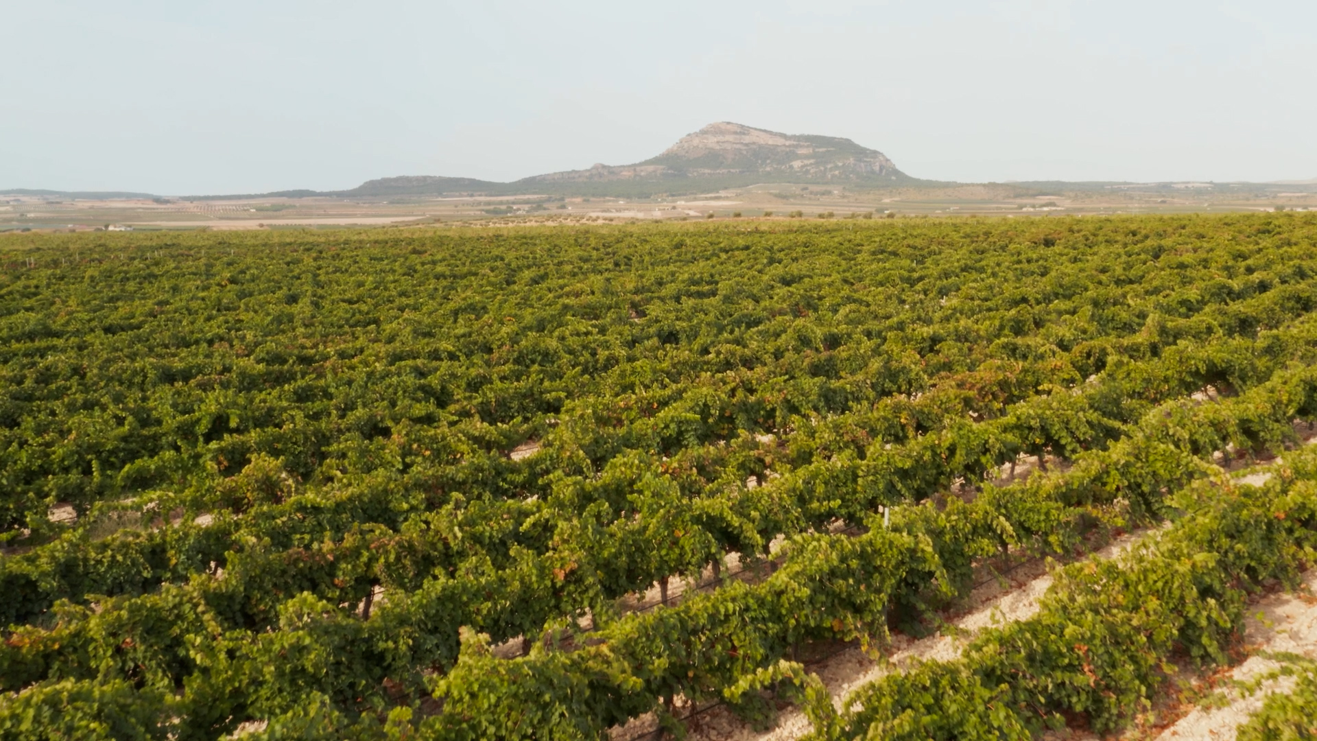 Bodegas Castaño